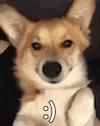 a close up of a dog making a funny face .