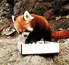 Nomnom GIF - Red Panda Eat Eating GIFs