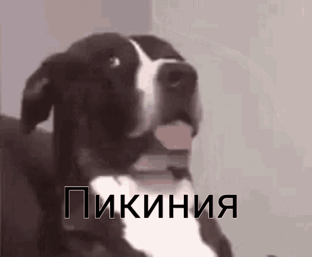 a close up of a black and white dog with its tongue hanging out and the words in russian .