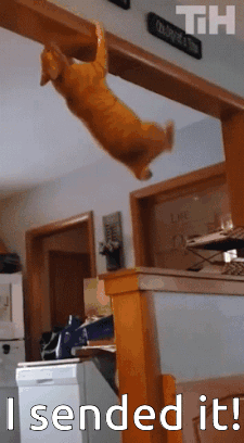 Cat-climb Cat-send GIF - Cat-climb Cat-send GIFs