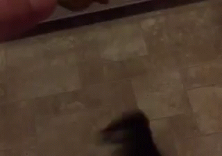 Beggin GIF - Dog Chihuahua Treat GIFs
