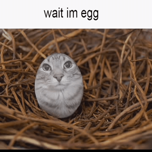 Egg Cat GIF - Egg Cat GIFs