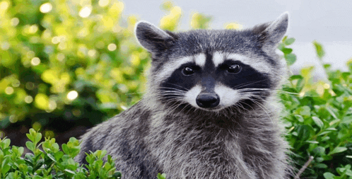 a raccoon is sitting in a bush with a blurry background