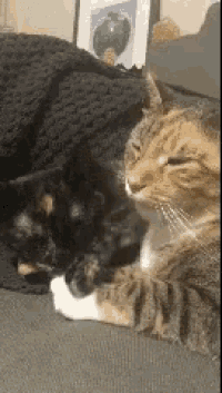 two cats are laying next to each other on a couch and looking at each other .