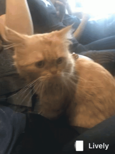 Mcam Cat GIF - Mcam Cat Surprise GIFs