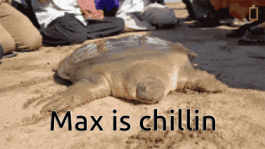 a turtle is laying in the sand with the words max is chillin written below it
