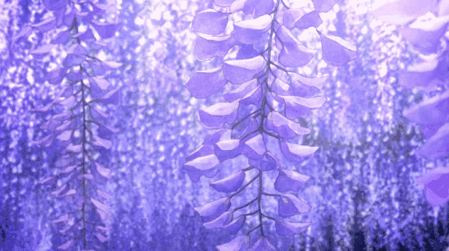 a bunch of purple flowers hanging from a tree branch