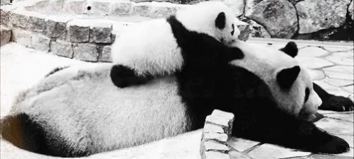 Zoo GIF - Zoo Panda Baby GIFs