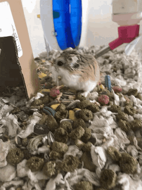 a hamster is sitting on a pile of food with a water bottle in the background