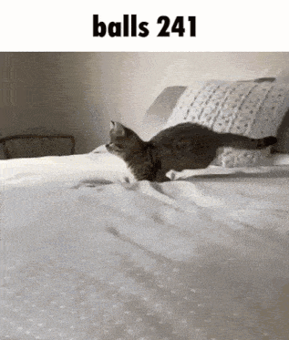 a cat is jumping on a bed with the text balls 241
