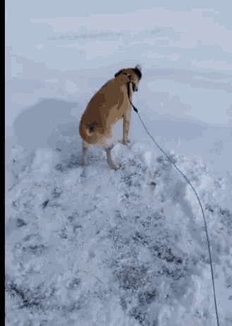 Snow Labrador GIF - Snow Labrador Daftdog GIFs