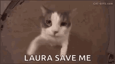 a close up of a cat 's face with the words `` laura save me '' written below it .
