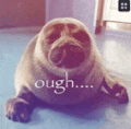 a seal is laying on the floor with the words ough written on it