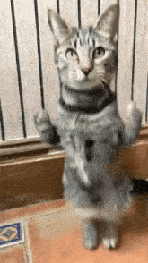 a cat standing on its hind legs with its paws up