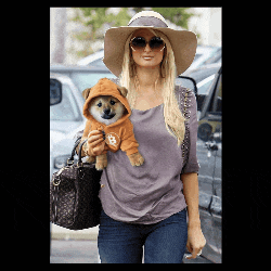 a woman wearing a hat and sunglasses is holding a small dog wearing a hoodie with the letter b on it