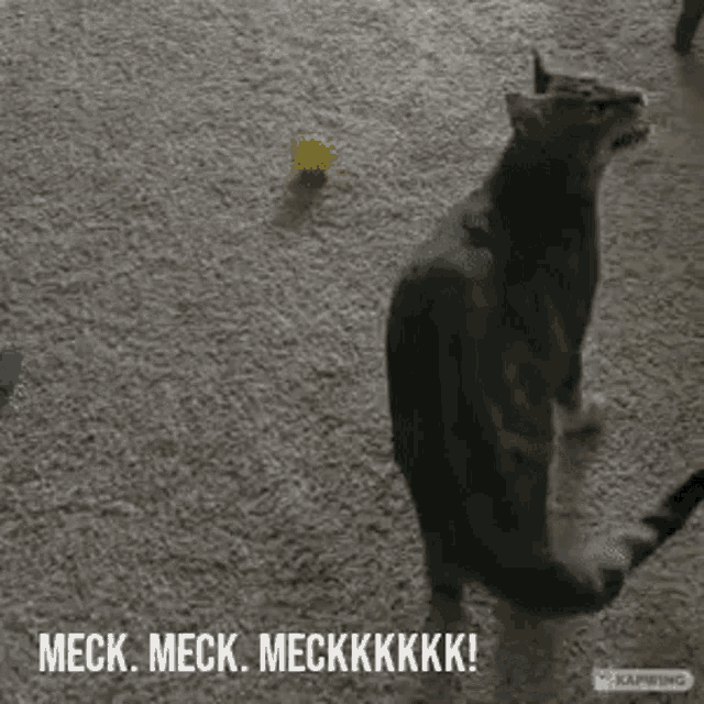 Cat Chirp GIF - Cat Chirp Meck GIFs