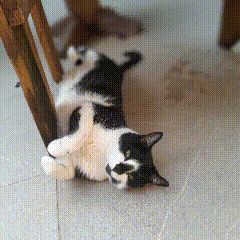 a black and white cat is laying on its back