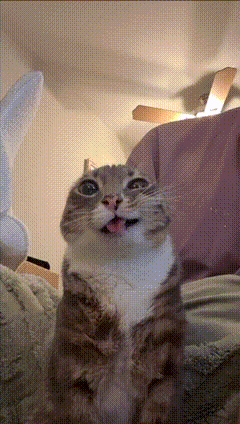 a cat is sticking its tongue out and looking up at the camera