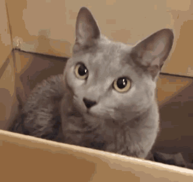 Catjam Daniwell Cat GIF - Catjam Daniwell Cat Cat Box GIFs