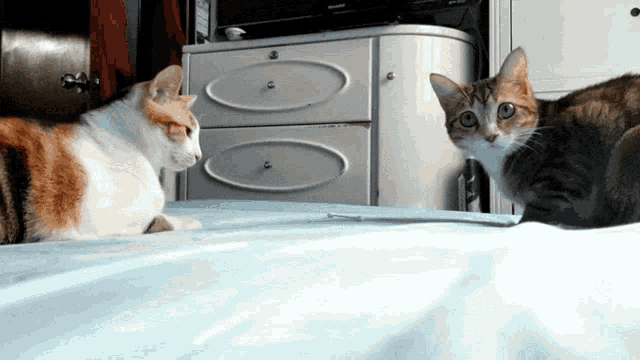 Zoey Cats GIF - Zoey Cats Cat GIFs