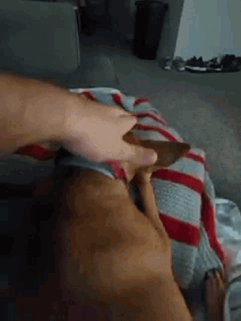 a person is petting a dog on a bed