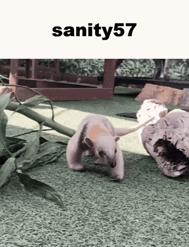 a picture of a baby aardvark with the name sanity57 on the top
