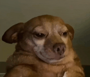 a close up of a brown dog making a face .