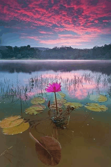 a pink flower is floating on top of a lake surrounded by lily pads .
