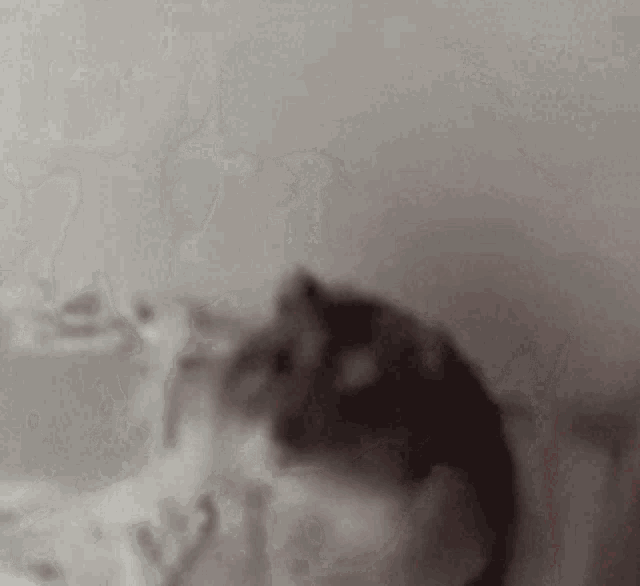 Chomik Hamster GIF - Chomik Hamster Scary GIFs