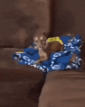 a dog is sitting on a couch with a blue blanket on it