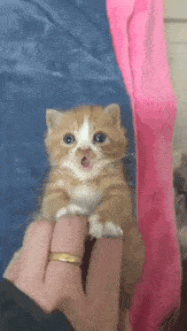 a person is holding a small orange and white kitten with their mouth open .
