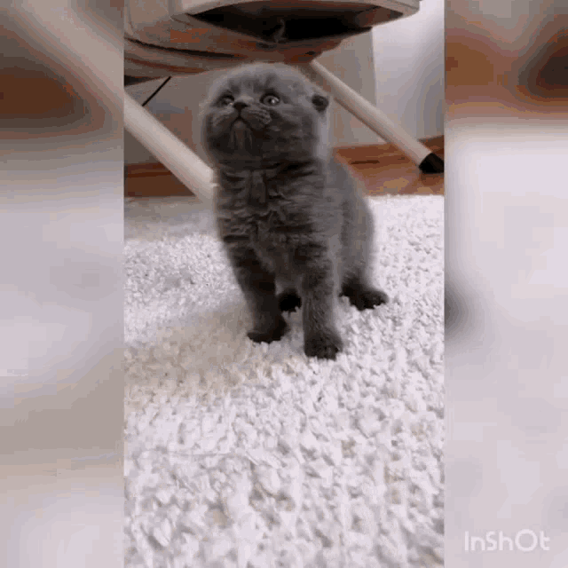 Cute Cat Cat GIF - Cute Cat Cat Paw GIFs