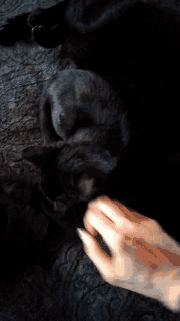 a person petting a black dog 's paw on a blanket