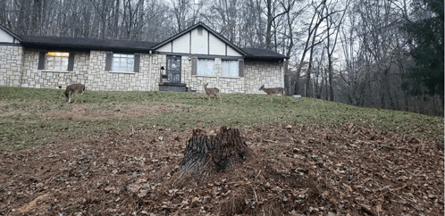 two deer are standing in front of a stone house