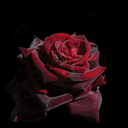 a close up of a red rose with sparkles coming out of it on a black background