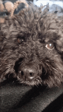 a close up of a brown dog 's nose and eyes