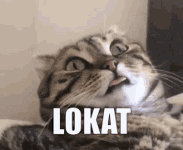 a cat is sticking its tongue out and making a funny face with the word lokat written next to it .