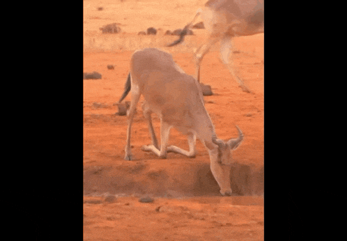 a goat drinking water from a hole in the ground