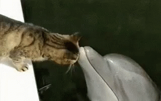 Love GIF - Cat Dolphin GIFs