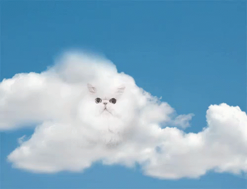 Cloud GIF - Cat GIFs