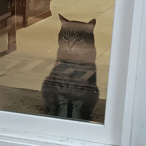 a cat is sitting in front of a window with a reflection of it