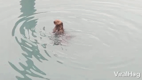 Swimming Viralhog GIF - Swimming Viralhog Sea Otter GIFs