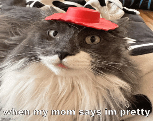 a gray and white cat wearing a red cowboy hat with the caption when my mom says im pretty