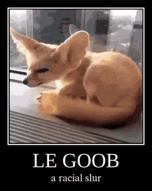 a picture of a fox laying on the floor with a caption that says `` le goob a racial slur ''