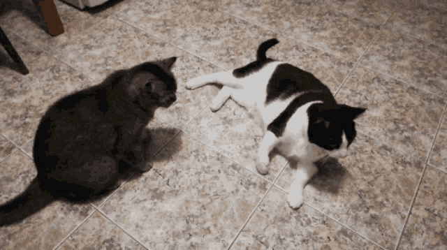 a black and white cat is laying on the floor
