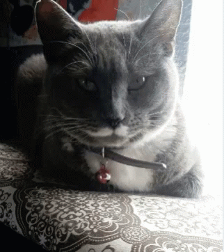 Deal With It Thug Life GIF - Deal With It Thug Life Cat GIFs