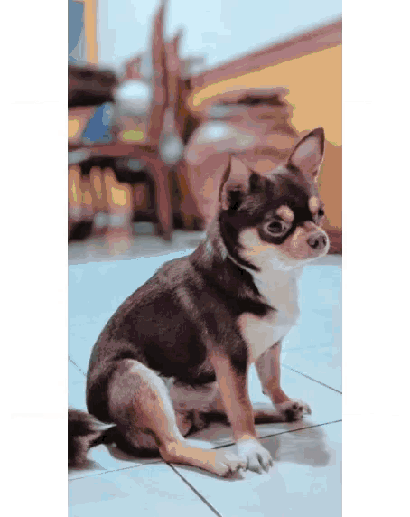 Mobyph Cute Dog GIF - Mobyph Cute Dog Little Dog GIFs