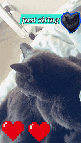 a cat is laying on a bed with the words just sitting behind it