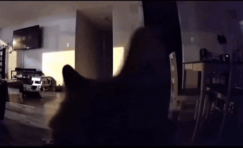 a cat is looking at the camera in a dark room
