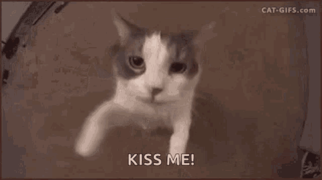a close up of a cat 's face with the words `` kiss me '' on it .